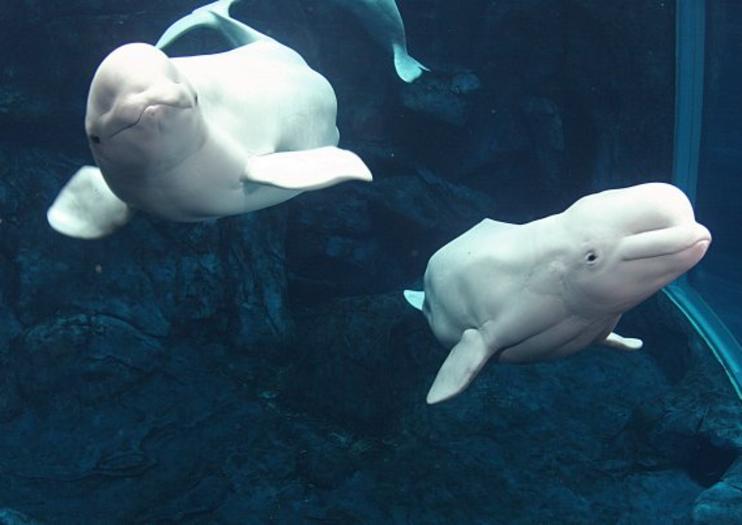 Georgia Aquarium